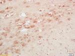 TRH Antibody in Immunohistochemistry (Paraffin) (IHC (P))