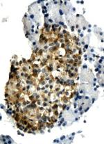 IL-6 Antibody in Immunohistochemistry (Paraffin) (IHC (P))