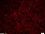 MBP Antibody in Immunohistochemistry (Paraffin) (IHC (P))