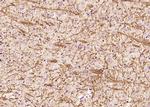 MBP Antibody in Immunohistochemistry (Paraffin) (IHC (P))