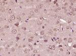 CRF Antibody in Immunohistochemistry (Paraffin) (IHC (P))