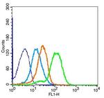 VCAM-1 Antibody in Flow Cytometry (Flow)