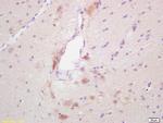 GAD65 Antibody in Immunohistochemistry (Paraffin) (IHC (P))