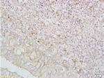 IGFBP5 Antibody in Immunohistochemistry (Paraffin) (IHC (P))