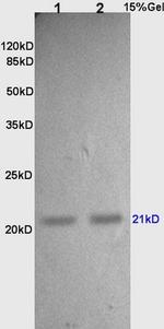 TIMP-2 Antibody in Western Blot (WB)