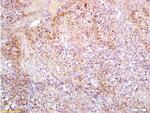 Slc22A17 Antibody in Immunohistochemistry (Paraffin) (IHC (P))