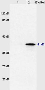 FOXE1 Antibody in Western Blot (WB)