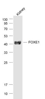 FOXE1 Antibody in Western Blot (WB)