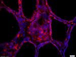 Thyroid peroxidase Antibody in Immunohistochemistry (Paraffin) (IHC (P))