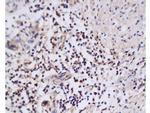 NAIF1 Antibody in Immunohistochemistry (Paraffin) (IHC (P))
