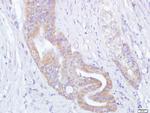 Thioredoxin Antibody in Immunohistochemistry (Paraffin) (IHC (P))