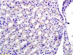 GAPDH Antibody in Immunohistochemistry (Paraffin) (IHC (P))