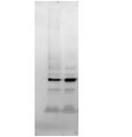GAPDH Antibody in Western Blot (WB)