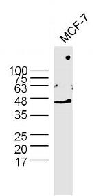 GAPDH Antibody in Western Blot (WB)
