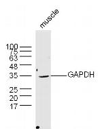 GAPDH Antibody in Western Blot (WB)