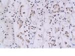 IFN gamma Antibody in Immunohistochemistry (Paraffin) (IHC (P))