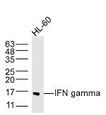IFN gamma Antibody in Western Blot (WB)