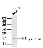 IFN gamma Antibody in Western Blot (WB)