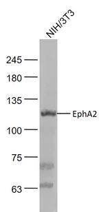 EphA2 Antibody in Western Blot (WB)