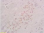 Integrin beta 1 Antibody in Immunohistochemistry (Paraffin) (IHC (P))