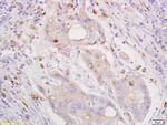 CXorf36 Antibody in Immunohistochemistry (Paraffin) (IHC (P))