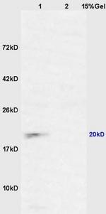 CXorf36 Antibody in Western Blot (WB)