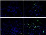 BrdU Antibody in Immunocytochemistry (ICC/IF)