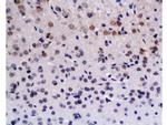 BrdU Antibody in Immunohistochemistry (Paraffin) (IHC (P))