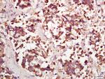 PPP4C Antibody in Immunohistochemistry (Paraffin) (IHC (P))