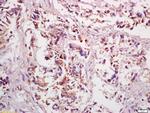 PPP4C Antibody in Immunohistochemistry (Paraffin) (IHC (P))
