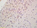 RGS2 Antibody in Immunohistochemistry (Paraffin) (IHC (P))