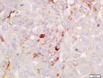 RGS2 Antibody in Immunohistochemistry (Paraffin) (IHC (P))