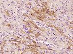 Selenoprotein W Antibody in Immunohistochemistry (Paraffin) (IHC (P))