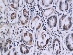 SPINK7 Antibody in Immunohistochemistry (Paraffin) (IHC (P))