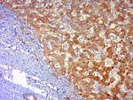 JNK1 + 3 Antibody in Immunohistochemistry (Paraffin) (IHC (P))