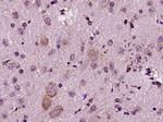 FADD Antibody in Immunohistochemistry (Paraffin) (IHC (P))