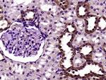 FADD Antibody in Immunohistochemistry (Paraffin) (IHC (P))