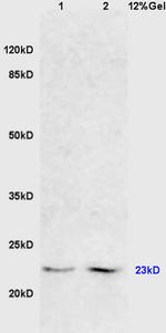 FADD Antibody in Western Blot (WB)