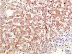 RAR Beta Antibody in Immunohistochemistry (Paraffin) (IHC (P))
