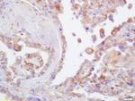 CD44 Antibody in Immunohistochemistry (Paraffin) (IHC (P))