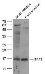 TFF3 Antibody in Western Blot (WB)