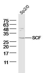 SCF Antibody in Western Blot (WB)