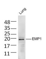 EMP1 Antibody in Western Blot (WB)