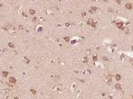 IL-13 Antibody in Immunohistochemistry (Paraffin) (IHC (P))