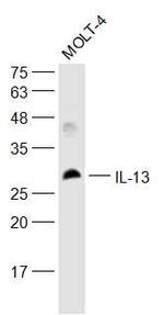 IL-13 Antibody in Western Blot (WB)