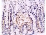 CD62p Antibody in Immunohistochemistry (Paraffin) (IHC (P))