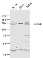 CD62p Antibody in Western Blot (WB)