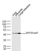 Smad7 Antibody in Western Blot (WB)