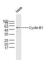 Cyclin B1 Antibody in Western Blot (WB)