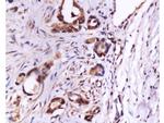 CD105 Antibody in Immunohistochemistry (Paraffin) (IHC (P))
